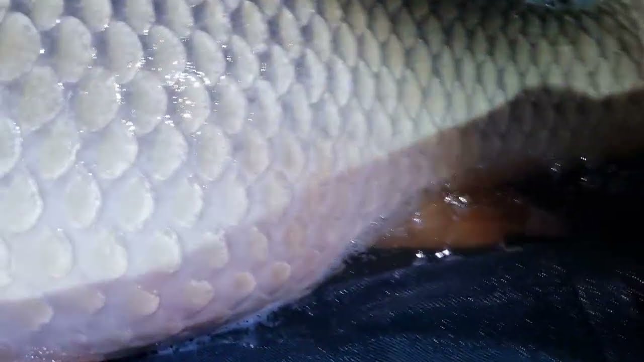 Brzuchaty łuskacz 🤩🐟 CARPMIX.PL