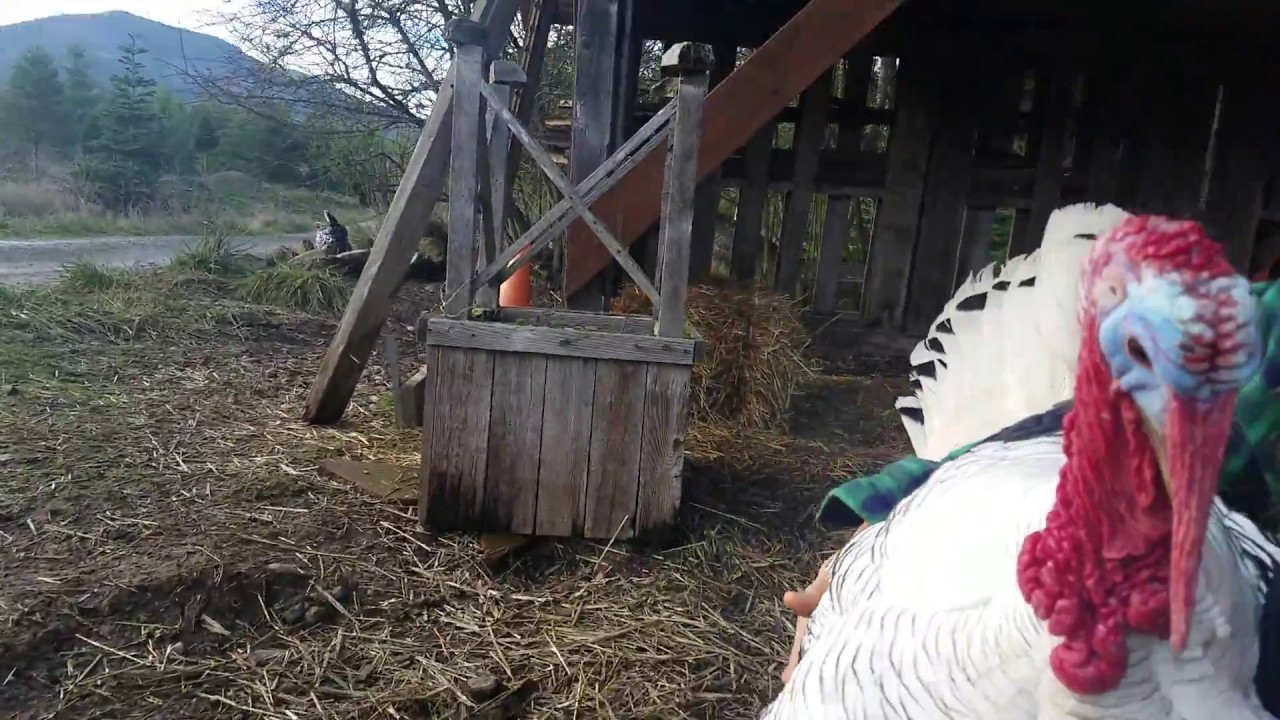 Turkey laying eggs on my lap?