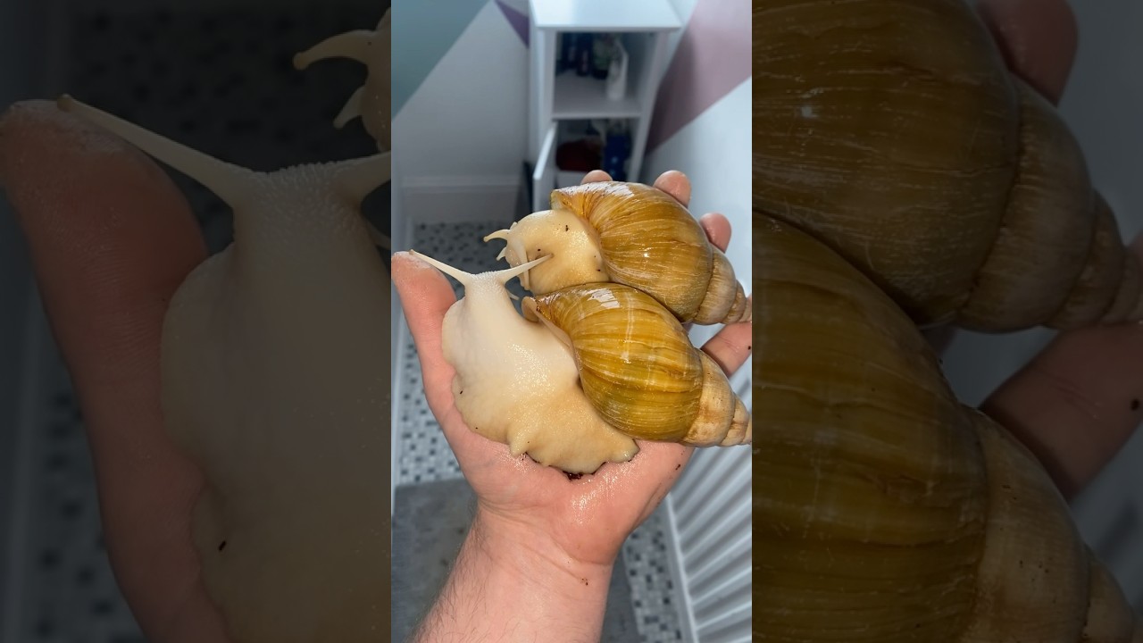 2 Giant African Land Snails on my hand #shorts #giantafricanlandsnail #landanimals #snail #bigsnail