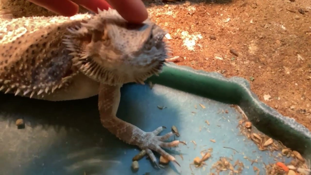 Bearded dragon update