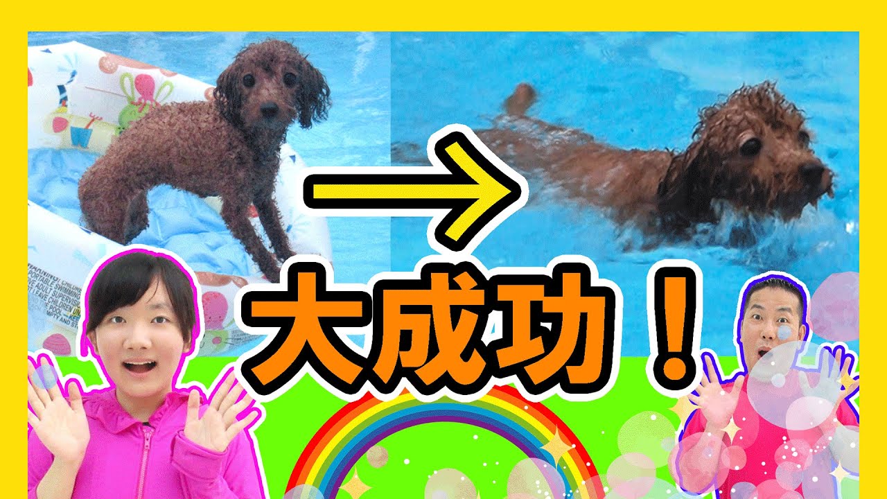 ★こちょがプールで初泳ぎ！？～こちょ初めてのシリーズ第九弾！～★