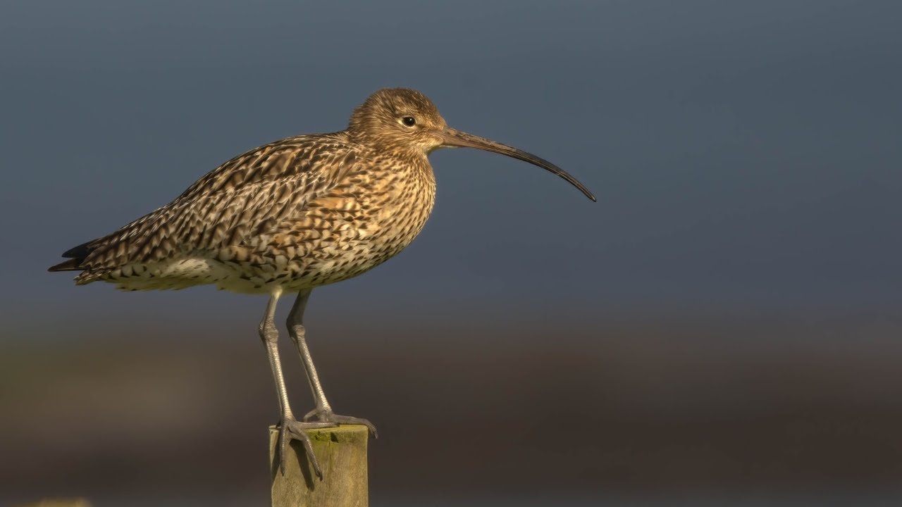 WEBINAR: Curlews and social science