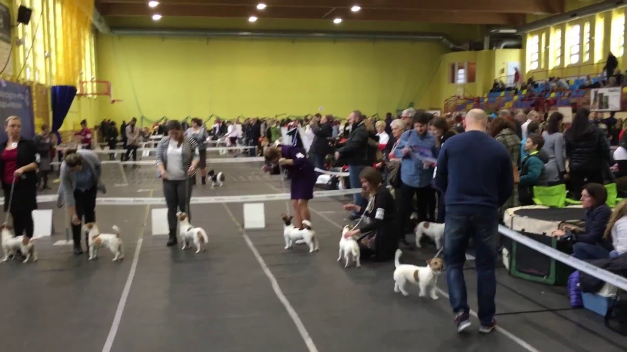 Krajowa wystawa psów rasowych NDS Choceń 12.03.16 JACK RUSSELL TERRIER