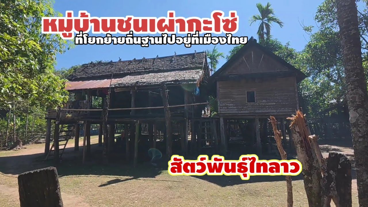 บ้านด้าง เมืองมหาไซ แขวงคำม่วน เป็นหมู่บ้านชนเผ่ากระโซ่ที่ส่วนหนึ่งโยกย้ายไปตั้งถิ่นฐานที่ประเทศไทย 