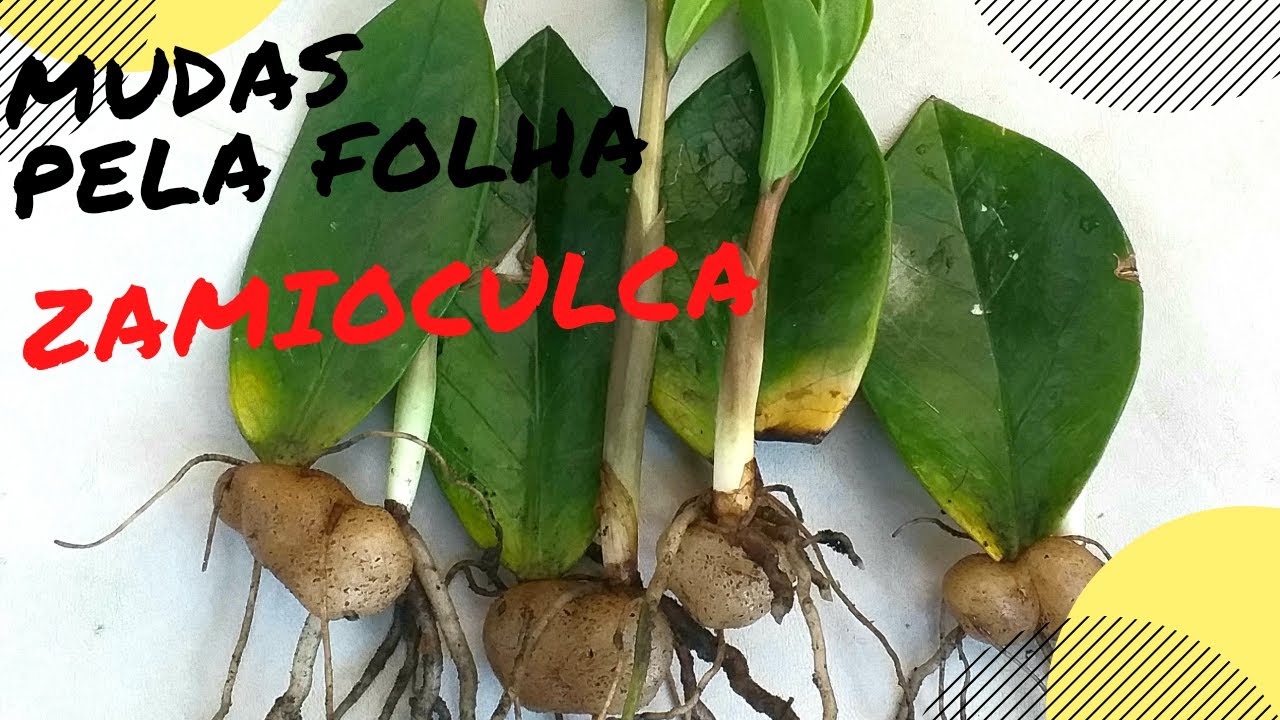 ZAMIOCULCA / TENHA MUDA EM POUCOS DIAS / PROPAGAÇÃO PELAS FOLHAS / TRÊS DICAS PARA CULTIVO