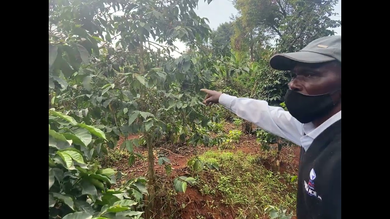 Sustainable coffee farm in Kenya