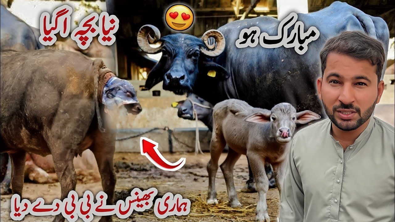 Buffalo Calf Birth in Village | Bhains Ka Bacha Agya 🙏😍 | Shazyy Vlog 