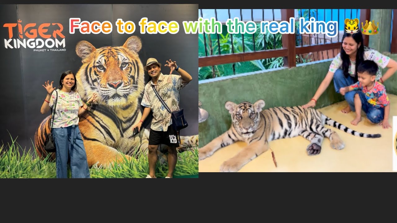 Phuket memories with the tiger king 💛🐯#wildanimals #shorts #travel 