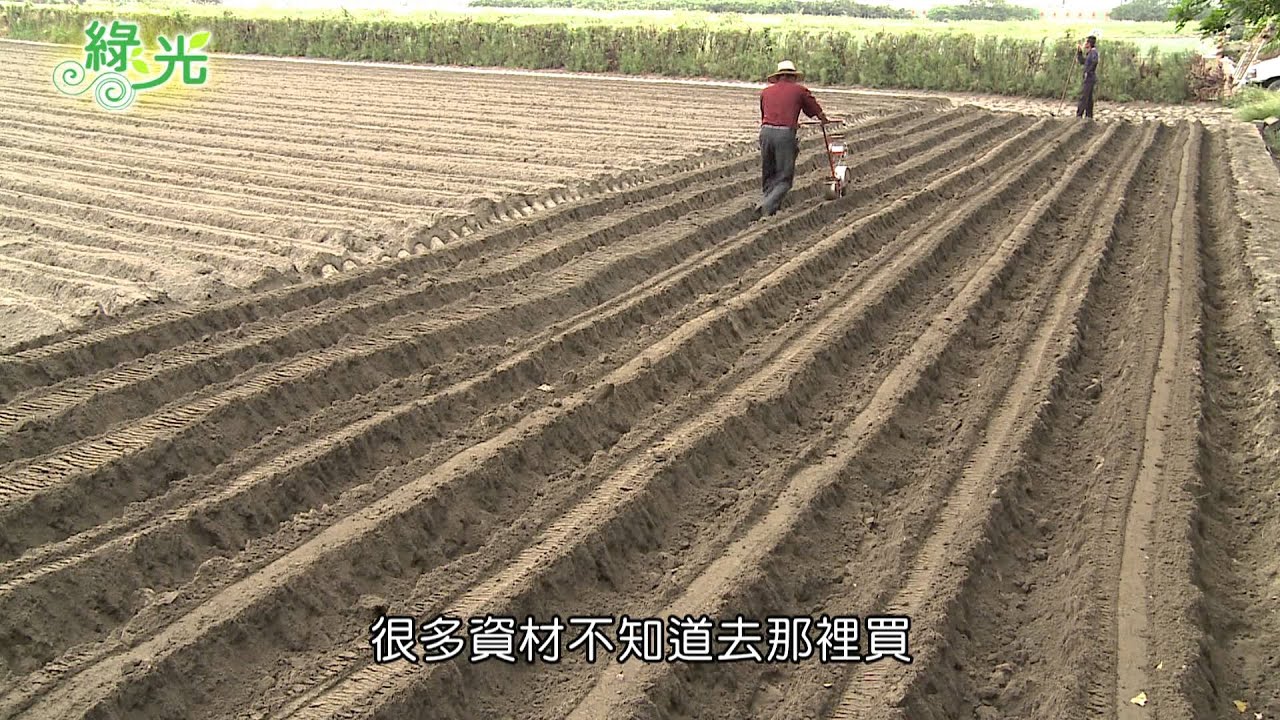 《綠光》玉米田的奇蹟 2/3