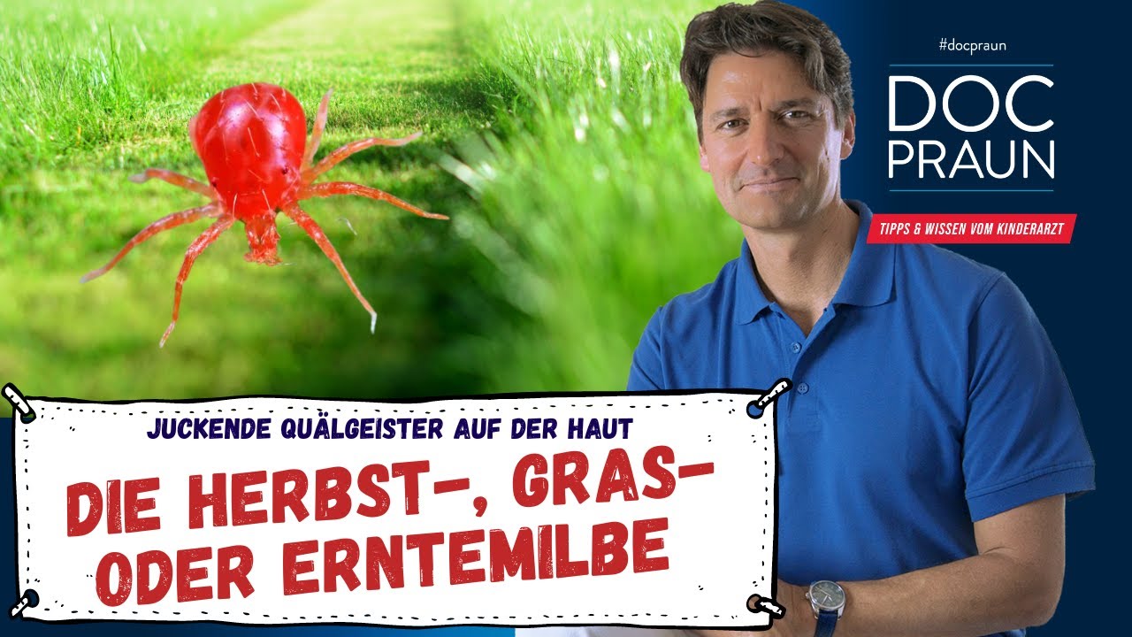 Juckender Quälgeist – die Herbst- oder Erntemilbe