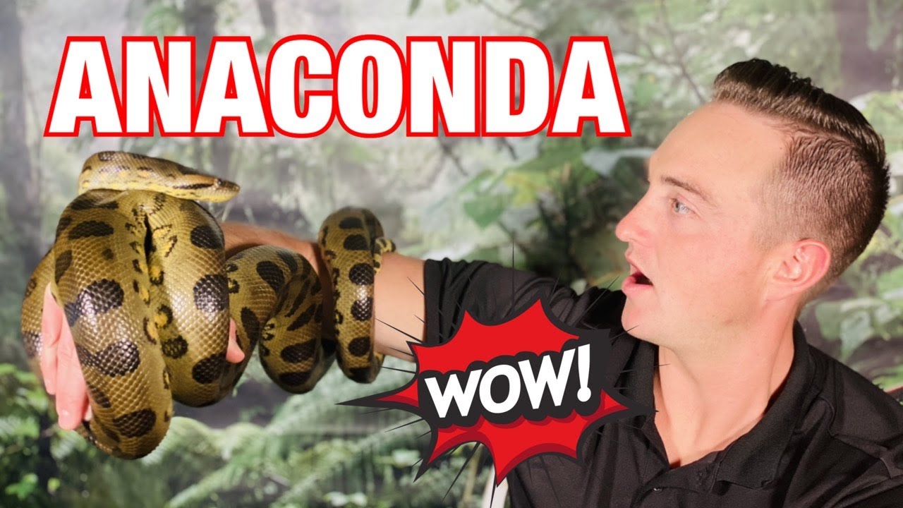 My First Time Holding An Anaconda!!!!