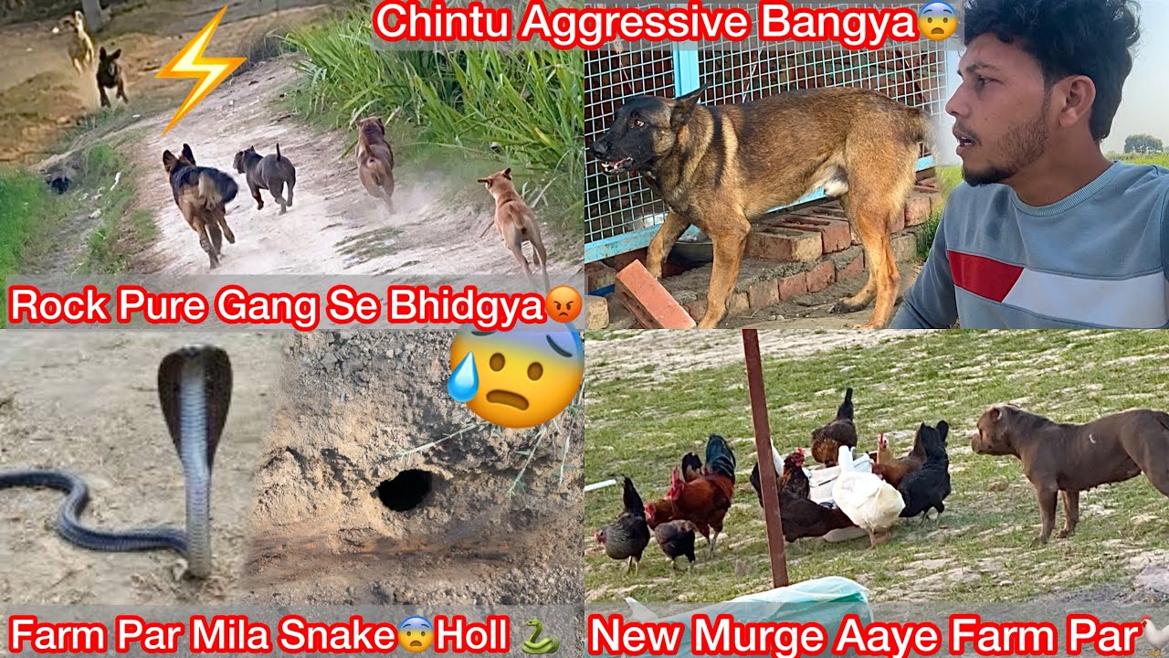 Chintu Aggressive Hogya Sbka Upper Attack Kiya😨|| Farm Par New Murge Laye🐓Snake B Aagya🐍