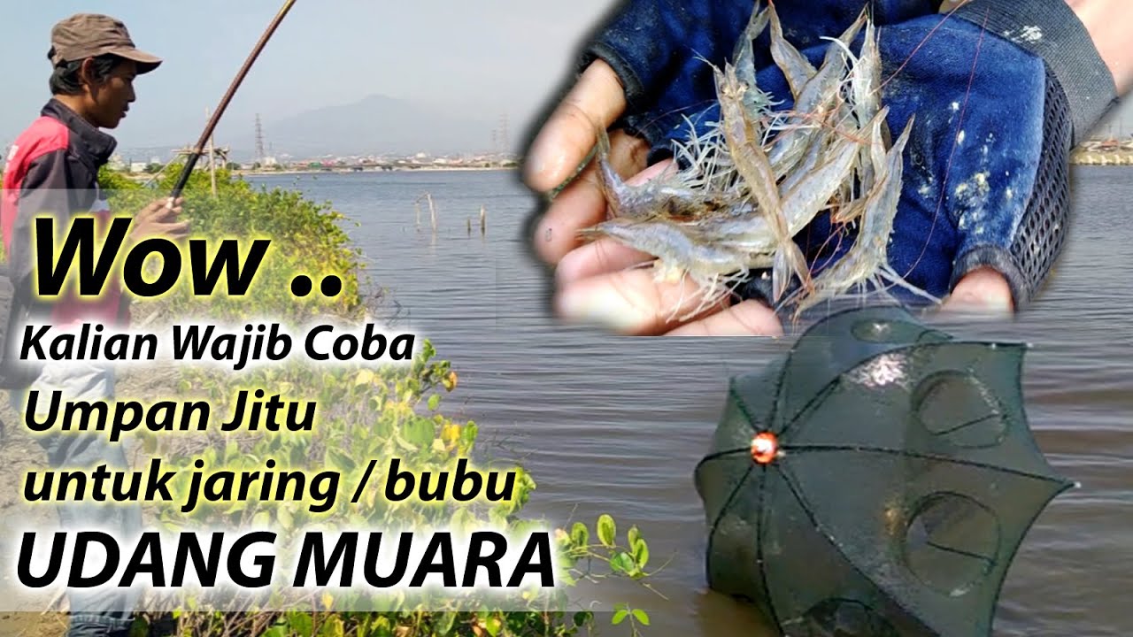 Terbukti umpan jitu udang muara/udang laut  || Jaring / bubu Jebakan udang || shrimp trap bait