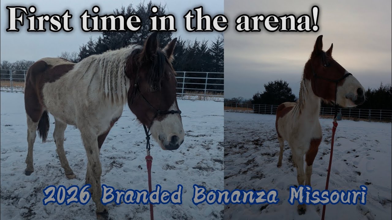 First time in the arena! • Day 24 • 2026  Branded Bonanza 