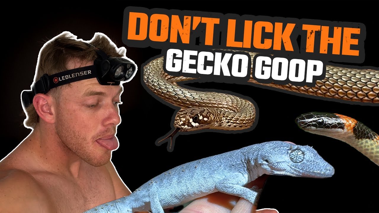 HIDDEN BENEATH THE SURFACE | VENOMOUS SNAKES AND GECKOS THAT FIGHT BACK | HERPING OUTBACK QLD EP2