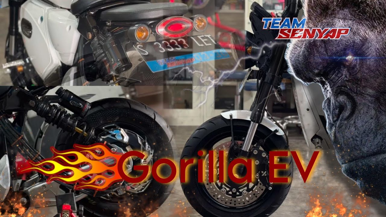 REVIEW MOLIS GODA KINGKONG!! IMUT TAPI SUPER GALAK!!