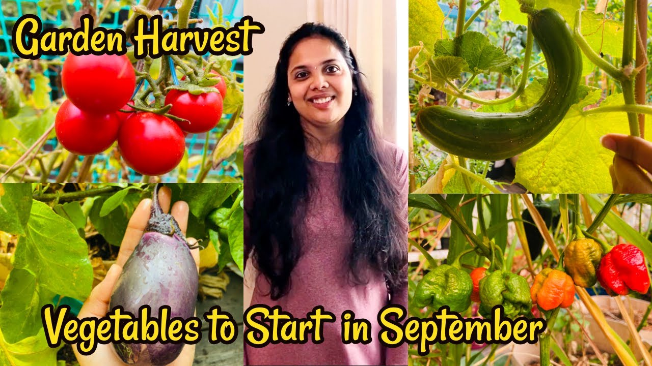 செப்டம்பர் மாதத்தில் எந்த விதை போடலாம்?? Seeds to sow in September#Garden Harvest USA #Tamil Vlog 93