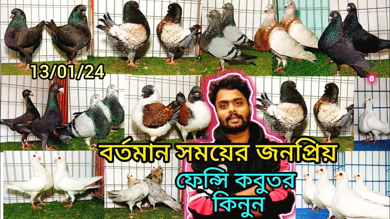 বর্তমান সময়ের জনপ্রিয় সব ফেন্সি কবুতর কিনুন শাকিল ভাইয়ের খামার থেকে।#pigeon_videos#pigeon_house