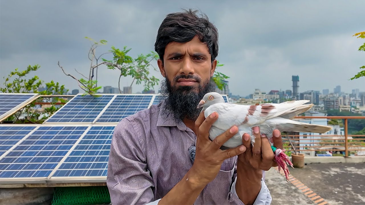 কবুতর টস দিলাম গুলশান থেকে🙄বাসায় আসবে তো