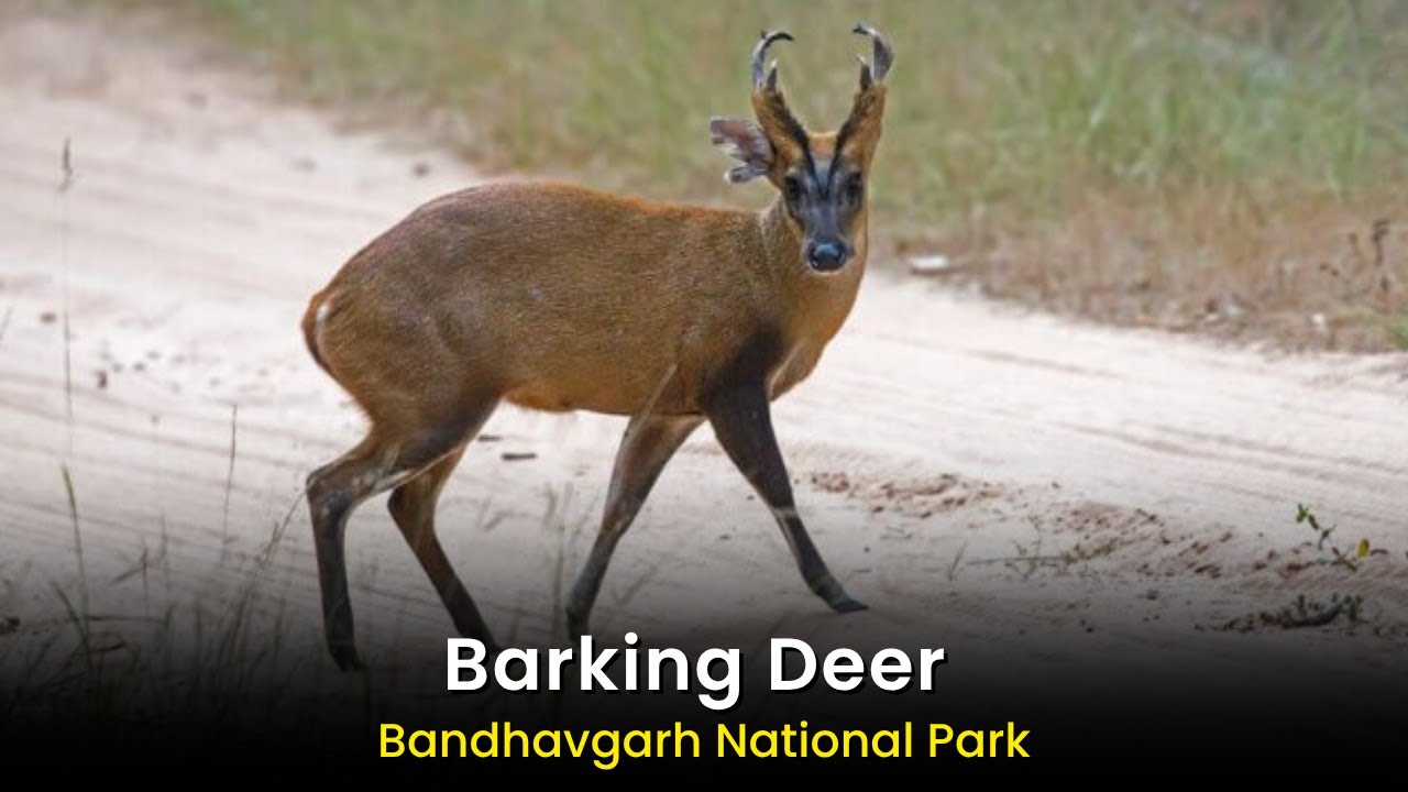 Barking Deer Alarm Call Video At Bandhavgarh National Park