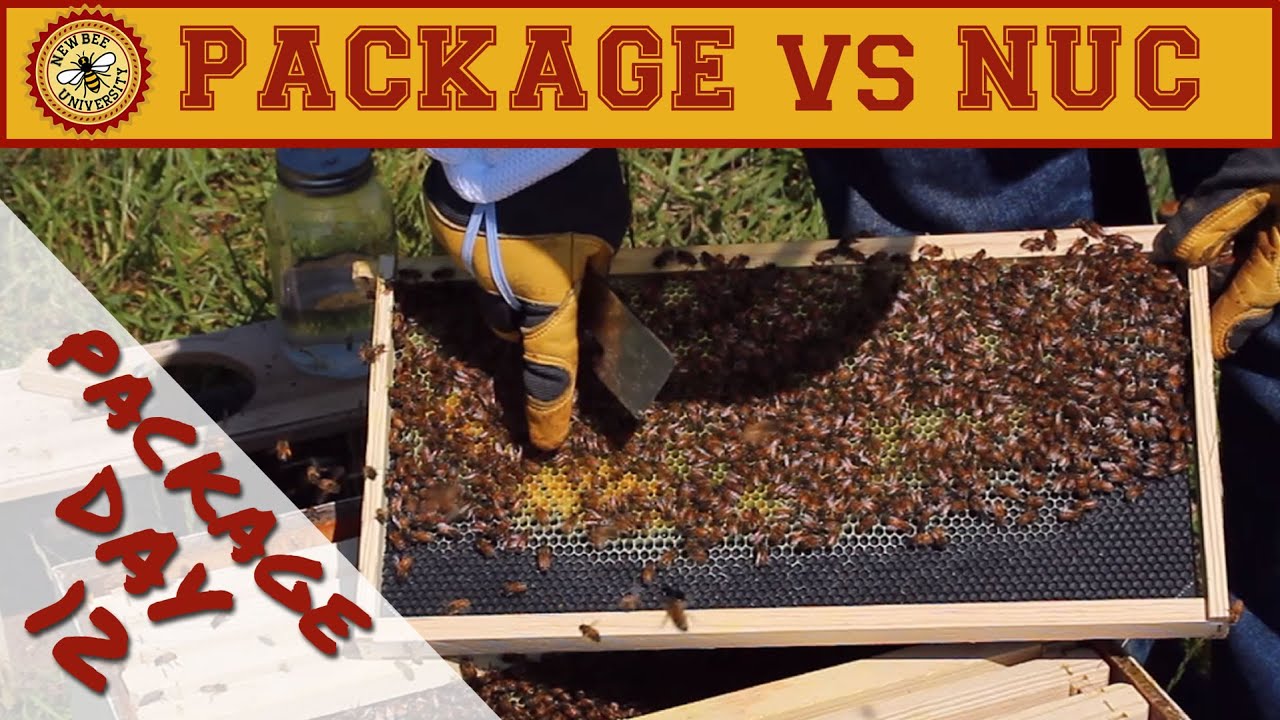 Nuc vs Package Bees Comparison: 12 Day Package Inspection