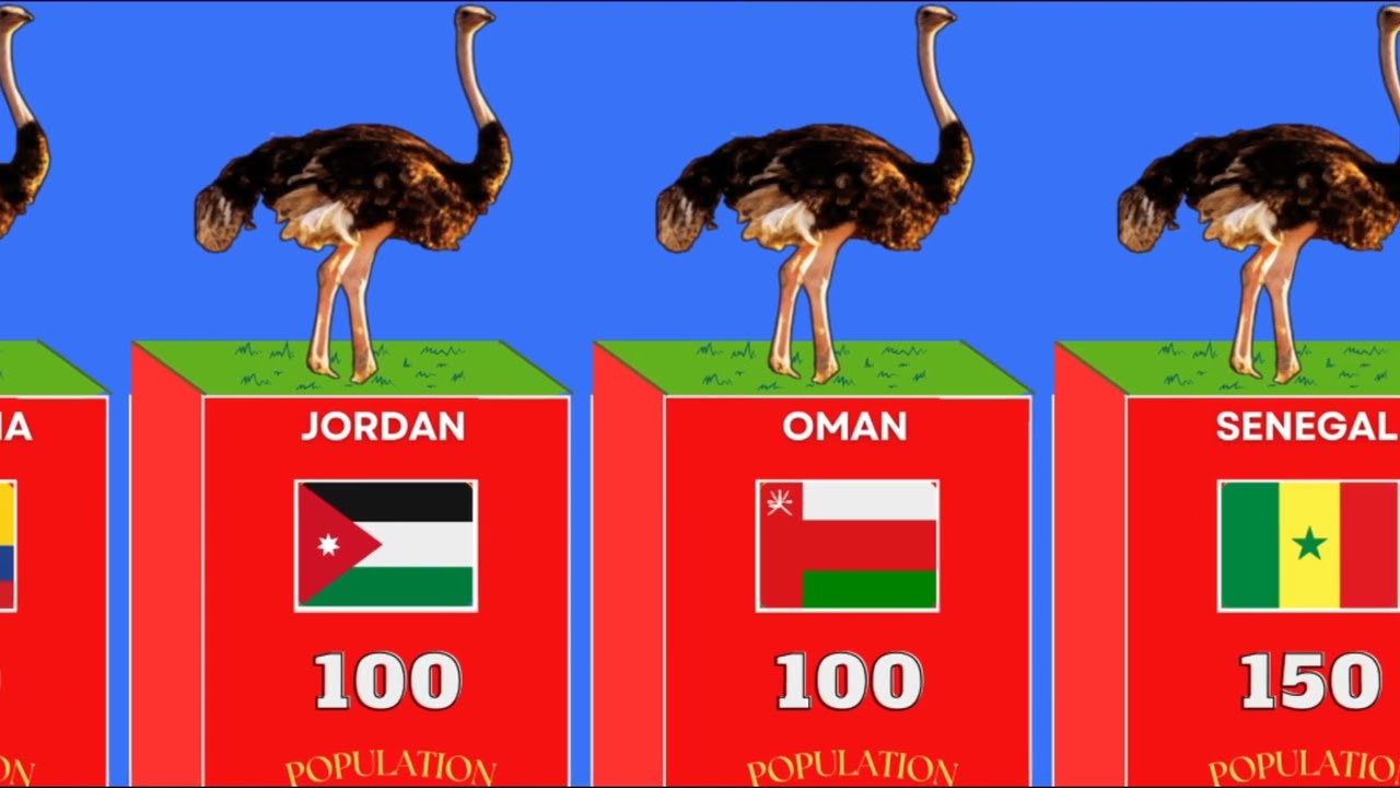Comparison: Ostrich Population by Country