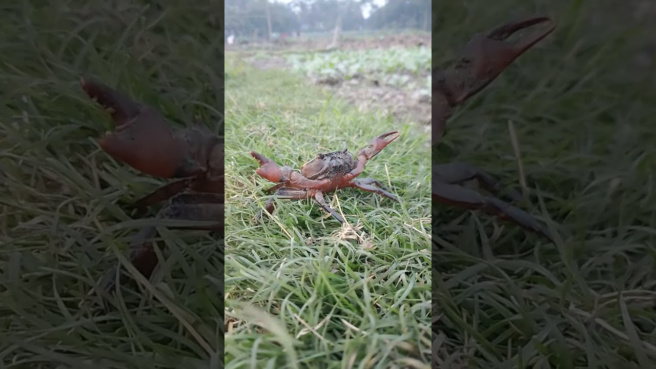 কাঁকড়া 💌