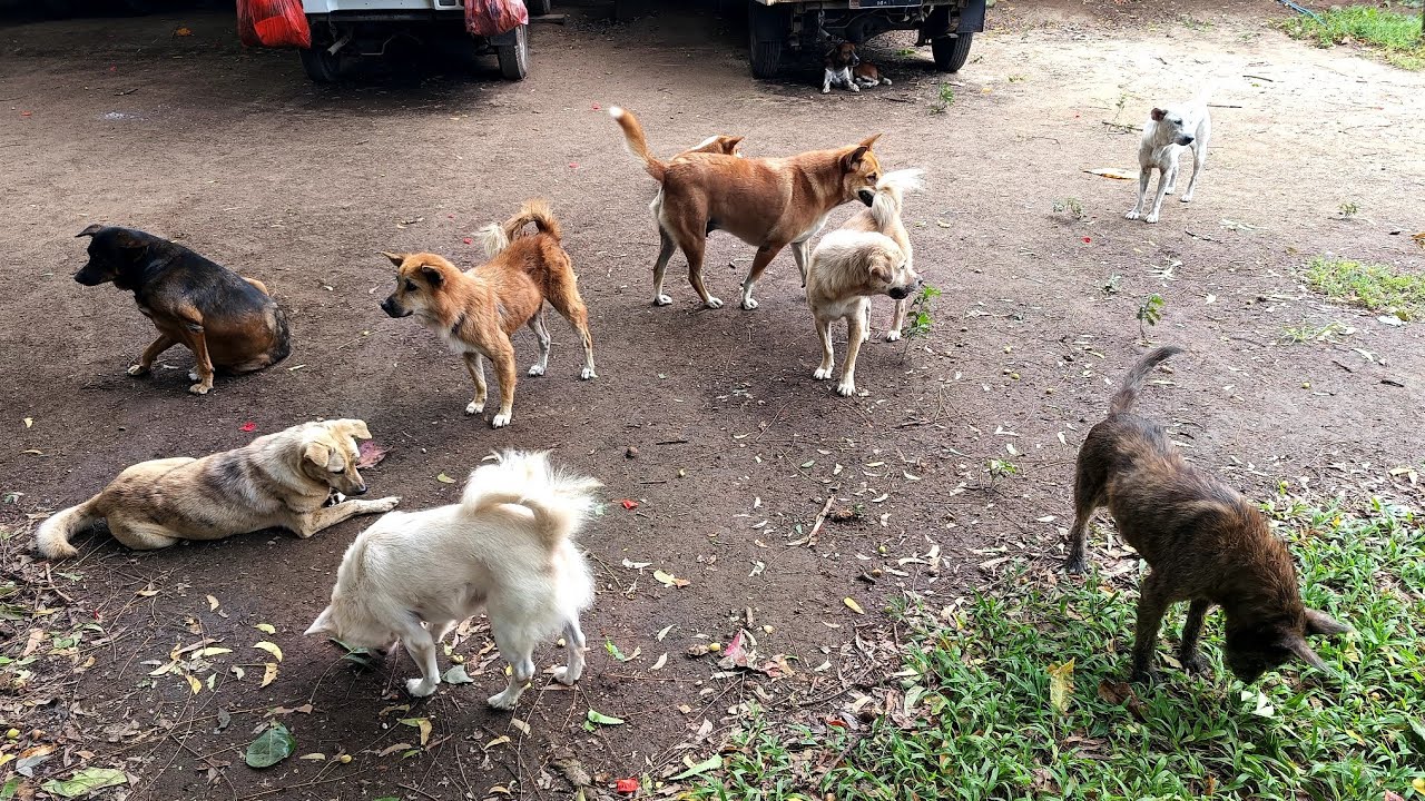 Собаки, брошенные в садах жителей, собираются во время еды | StreetDogsCH