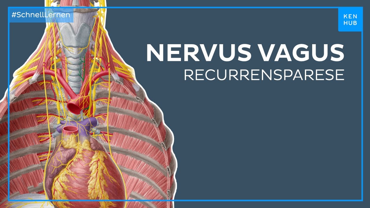 Nervus vagus Recurrensparese - Anatomie einfach erklärt | Kenhub