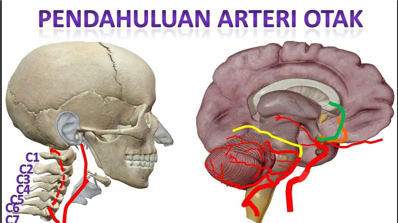 Video 35 Arteri Otak