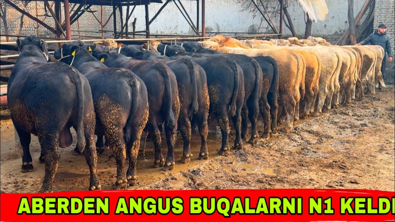 ABERDEN🇷🇺 ANGUS BUQALARNI N1 LARI KELDI✅✅✅31 января 2026 г.