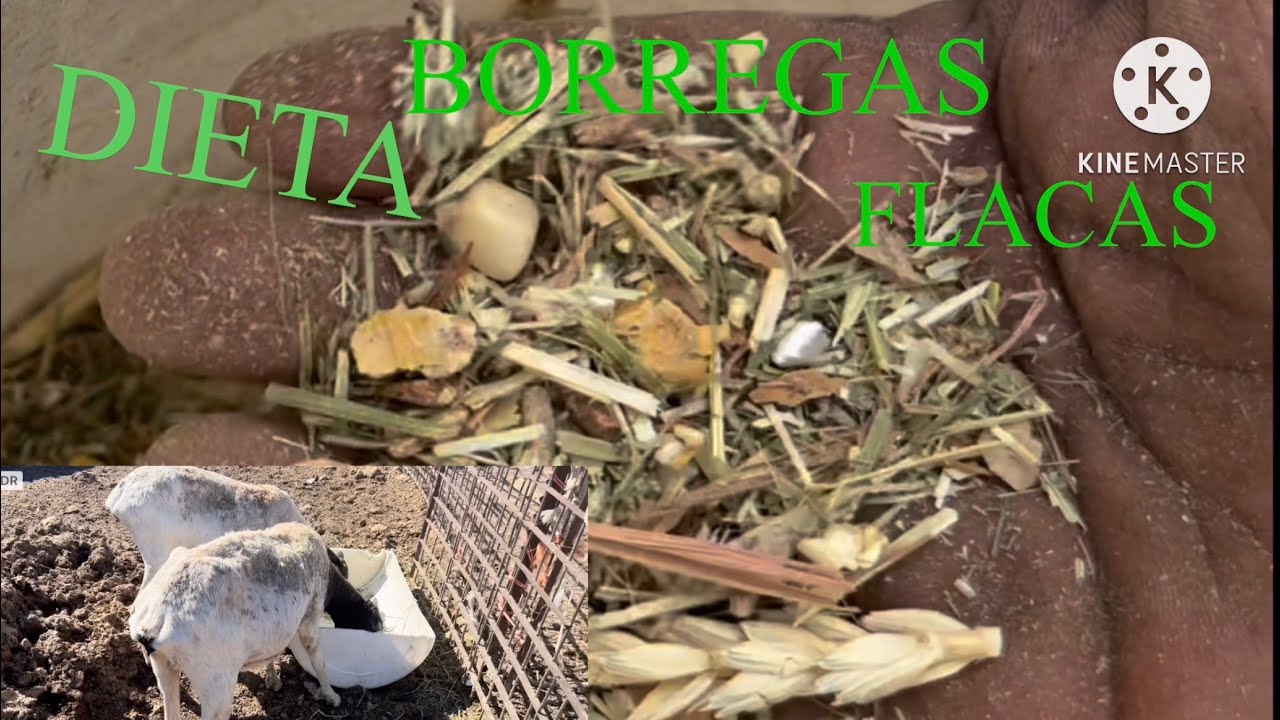 DIETA PARA LAS BORREGAS FLACAS