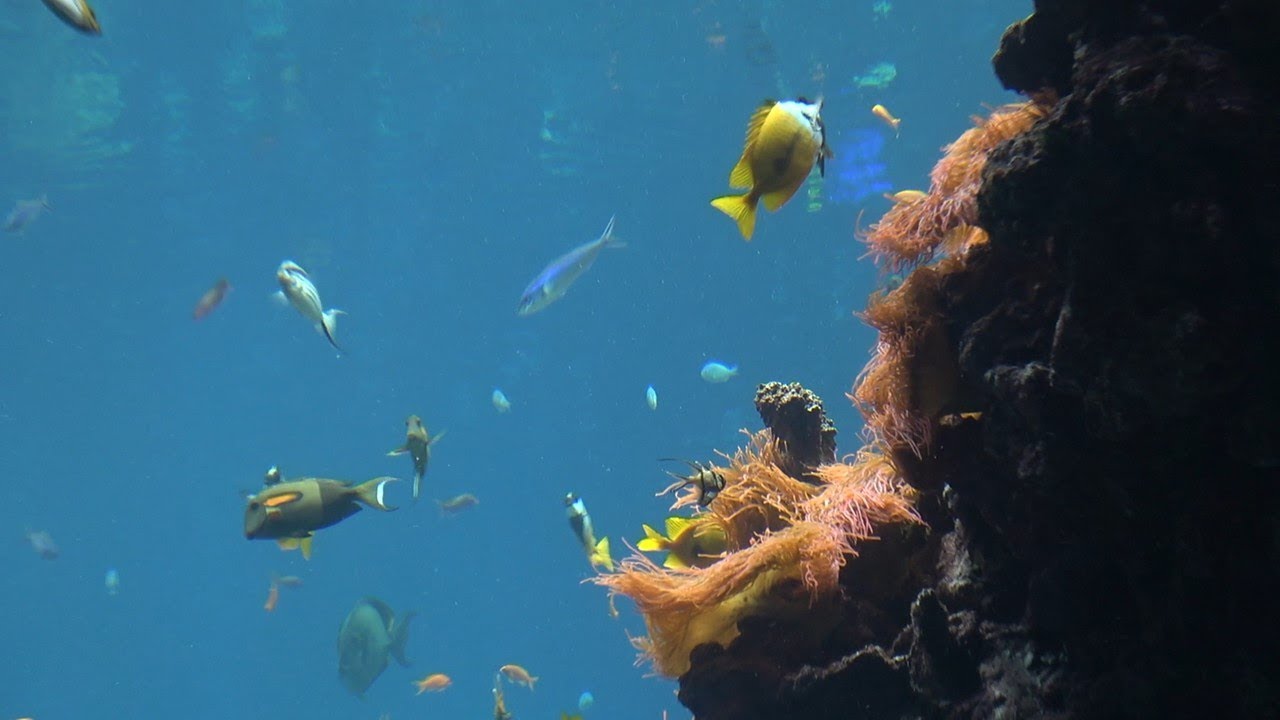 Ocean van Burgers Zoo in Arnhem Prachtige onderwaterwereld