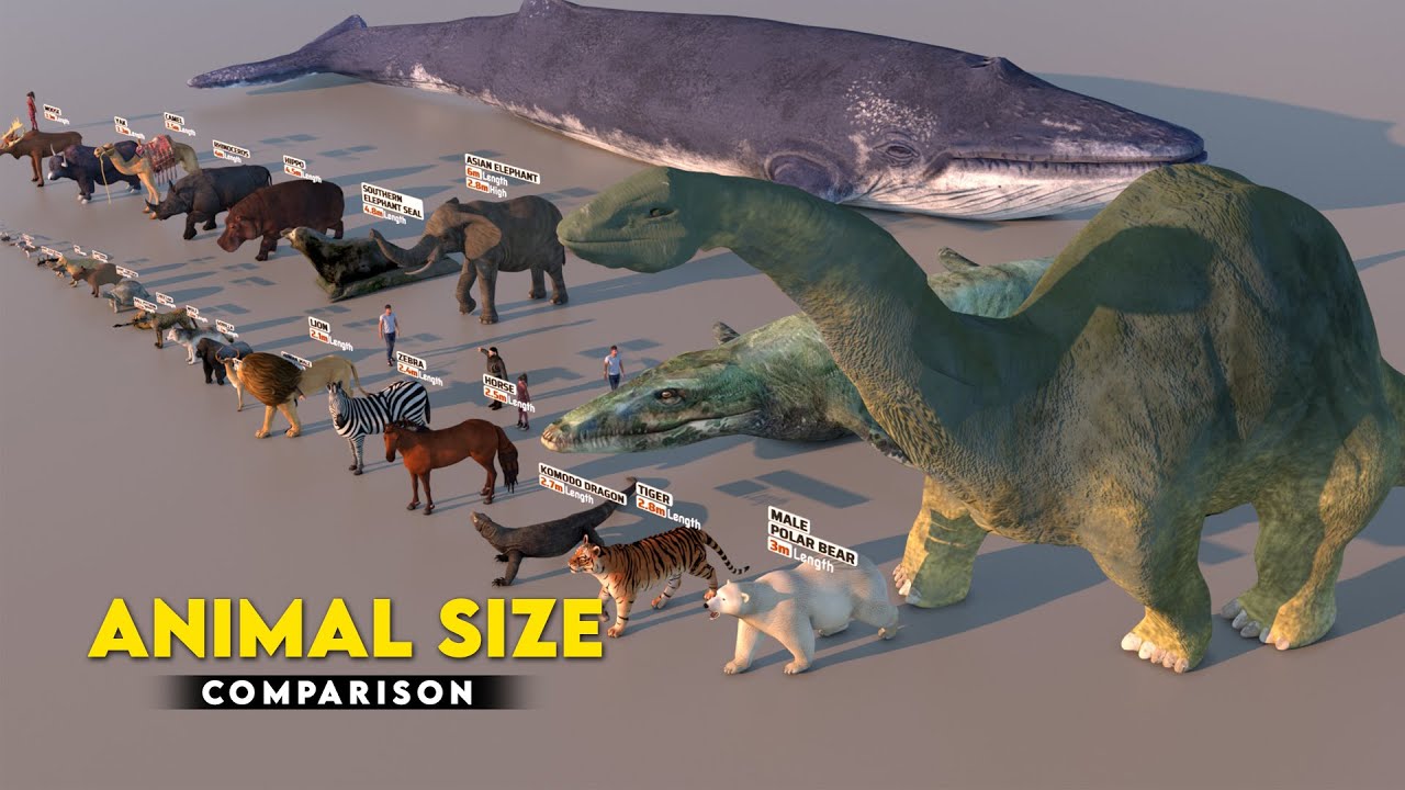 Animal Size Comparison 3D | Biggest Animal