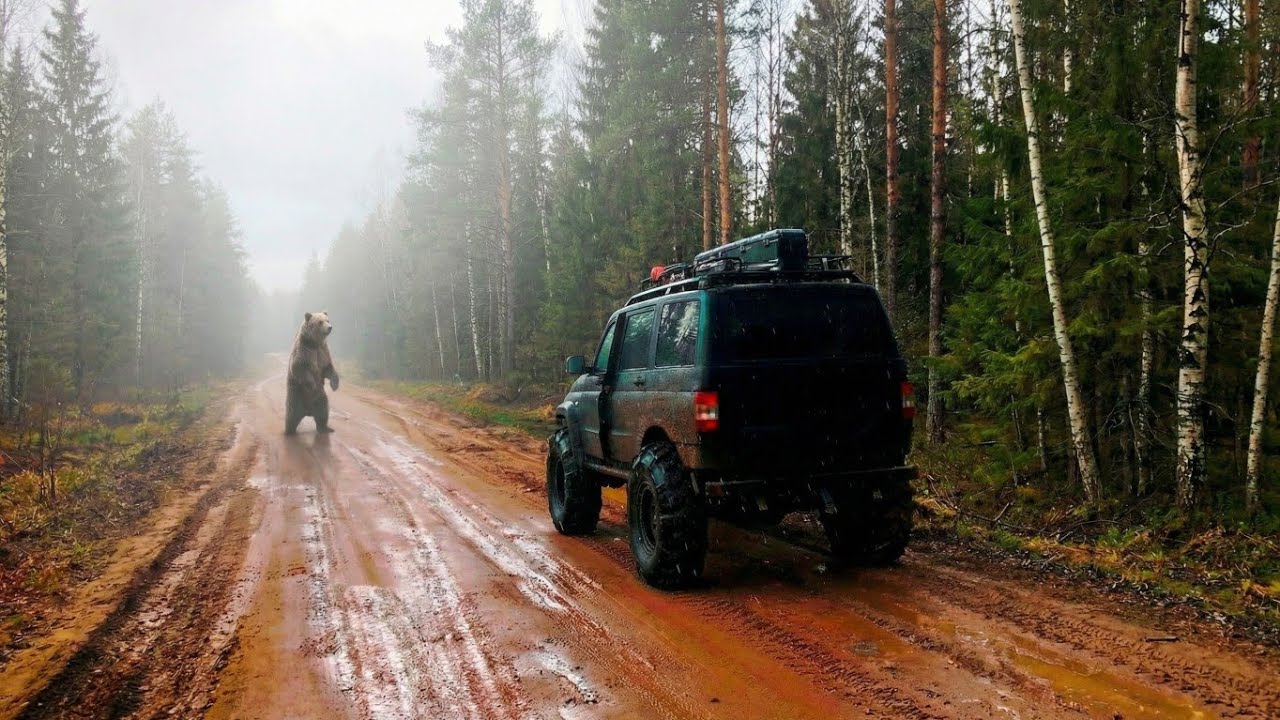 Колея до горизонта. Четвёртое таежное путешествие Уаз Росомах. День второй. Встреча с медведем.  