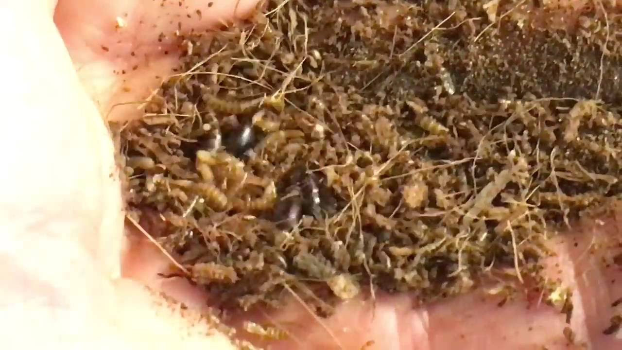 Culturing Mini Mealworms -- Tenebrio obscurus (Actually a different species)