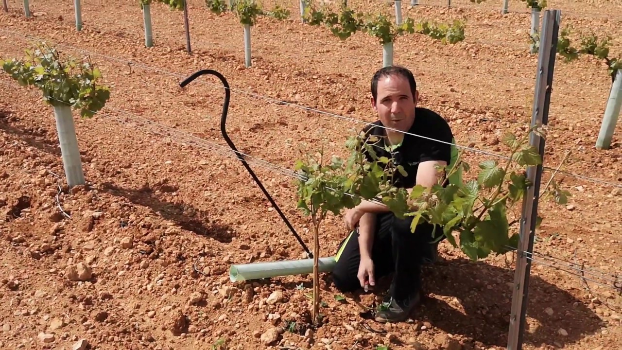 LIMPIADOR DE BROTES VIÑA Y ARBOLES