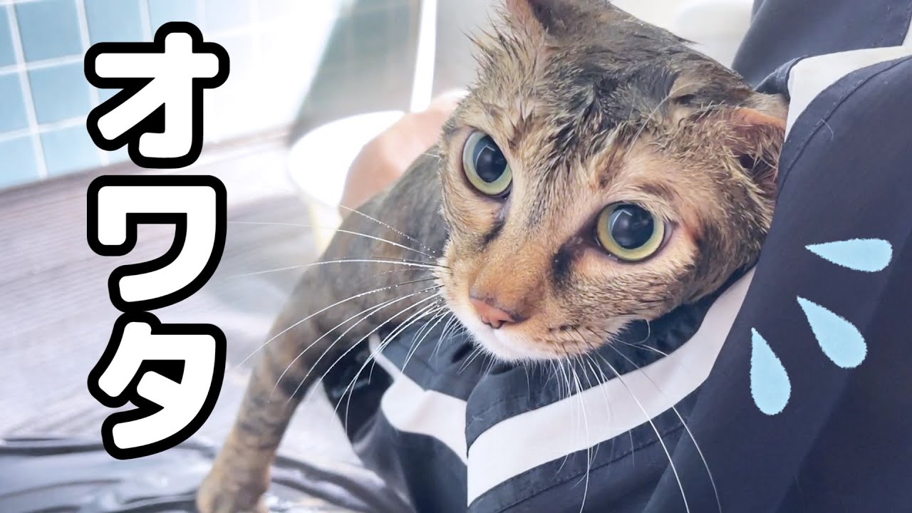 お風呂嫌いな猫の入浴中にとった行動が可愛かった...