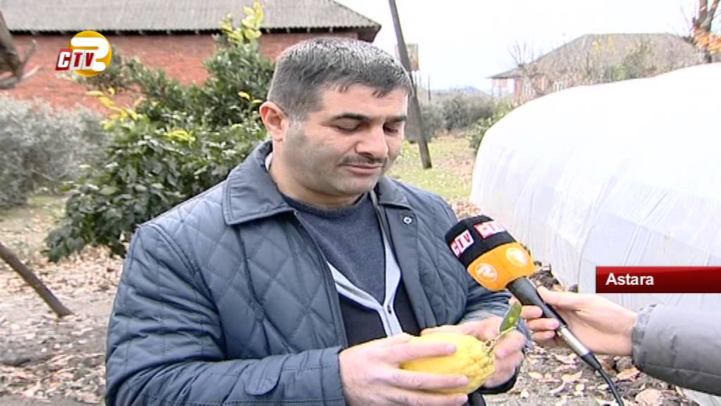 Astara sakini həyətində qeyri-adi limon yetişdirib