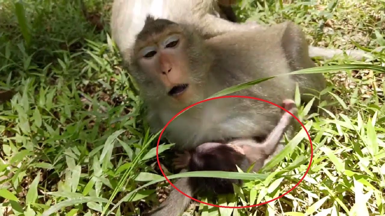 Mum Sleep On Baby Monkey , Mommy Too Heavy ,Why ? ST359
