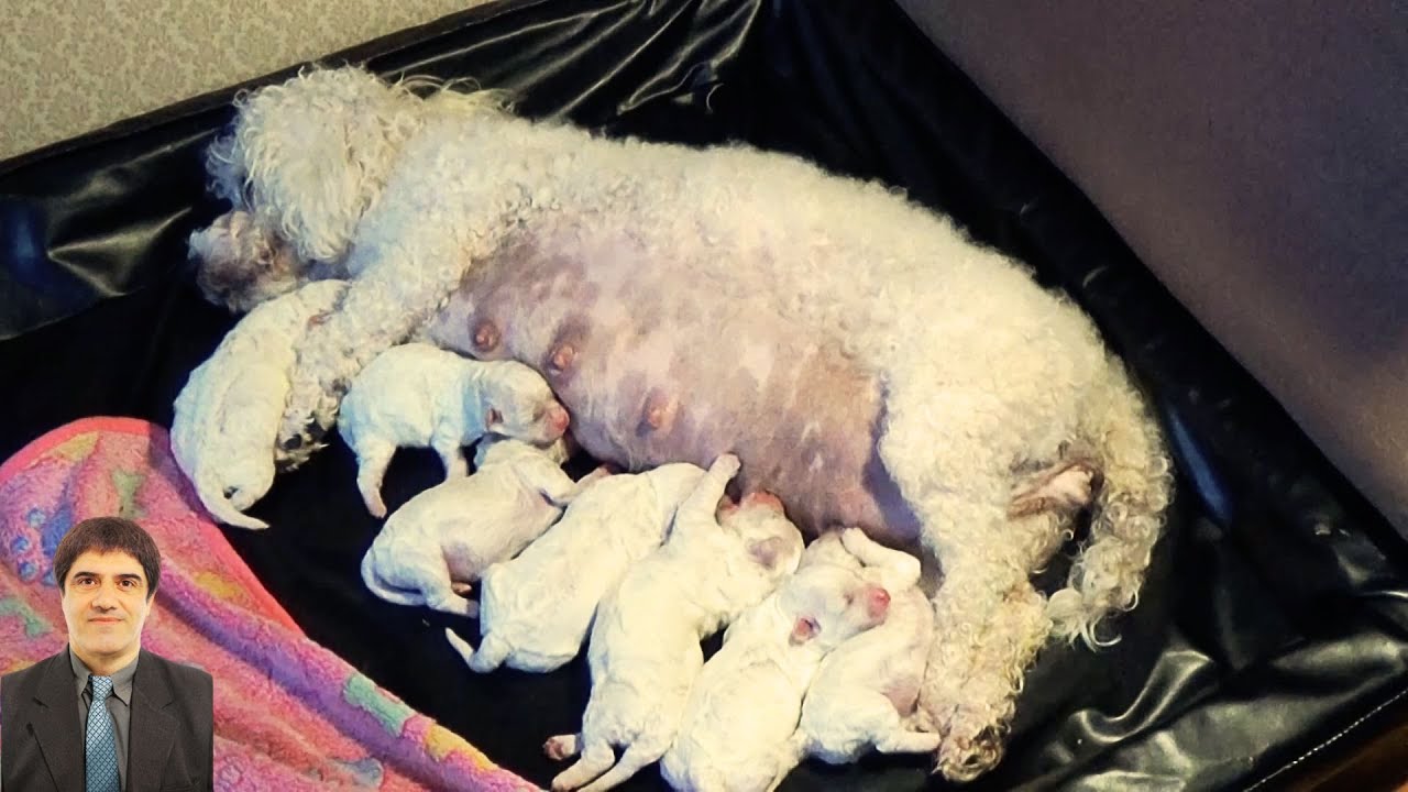 With gentle eyes, the mother watches over her pups, giving them all her love.0217 35#naturalmoments