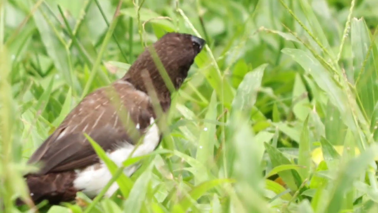 Can You Spot the Hidden Bird in the Grass?