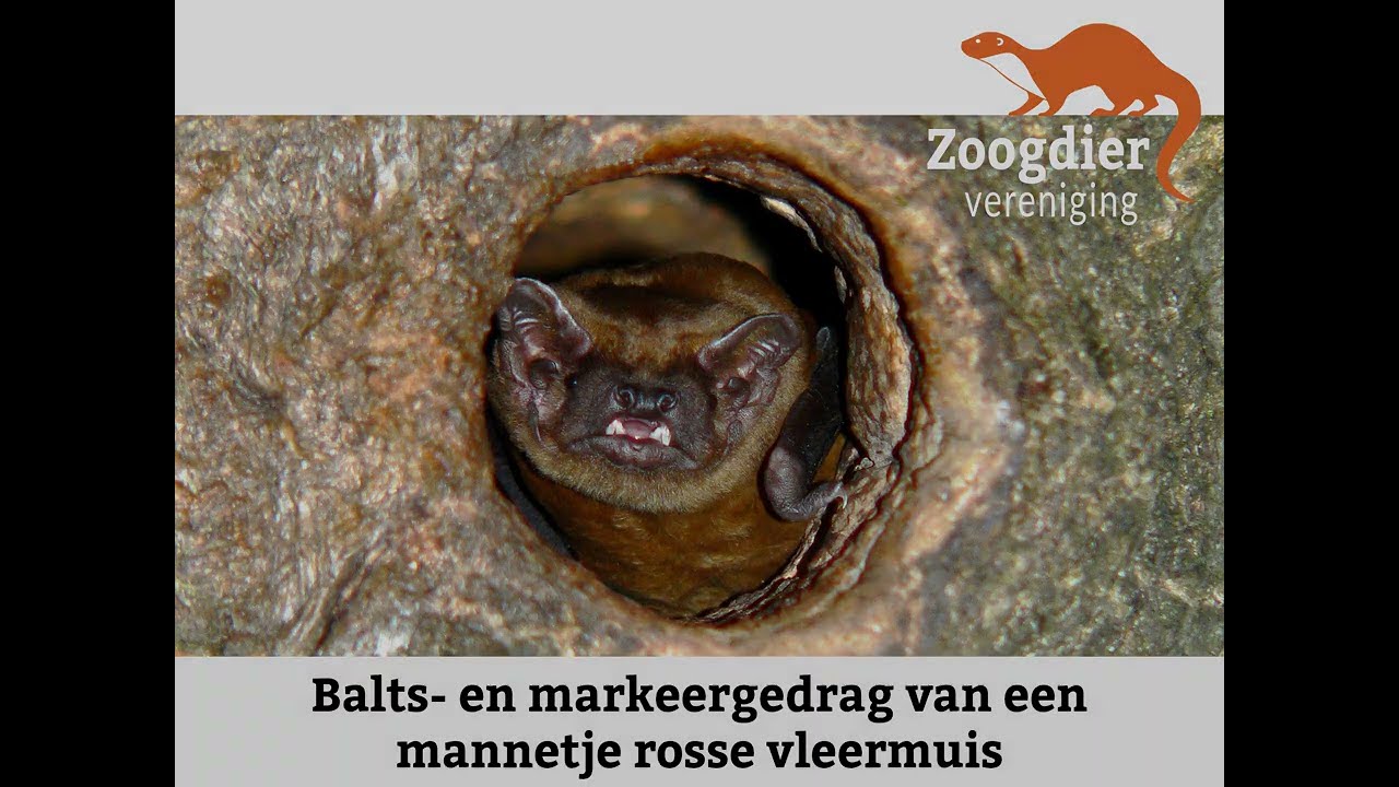 Balts- en markeergedrag van een mannetje rosse vleermuis.