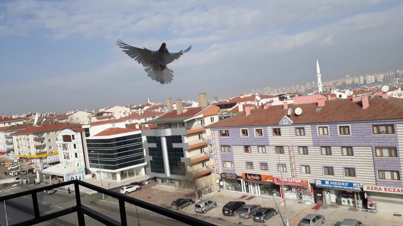 Güvercin uçurma part#1
