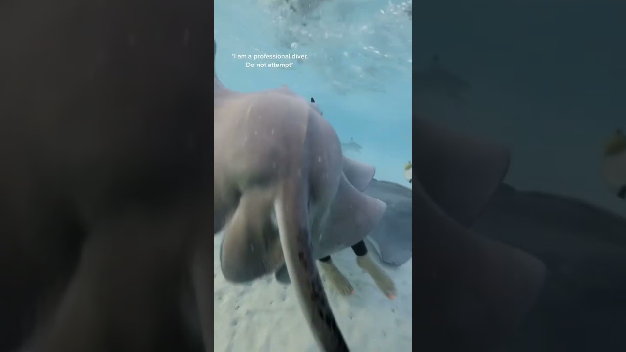 Stingrays chasing me! #ocean #stingray #dive #shorts