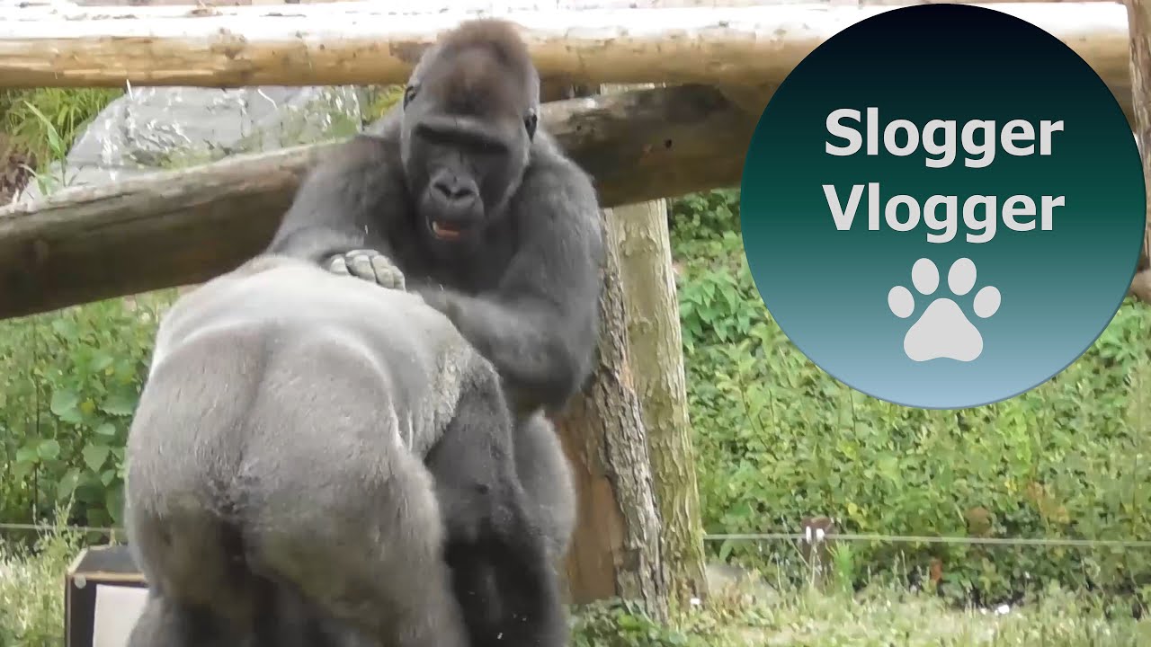 Gorilla's Playful Squabble At Pairi Daiza
