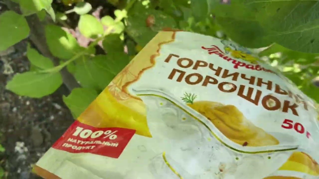 Личинки колорадского жука #органическоеземледелие