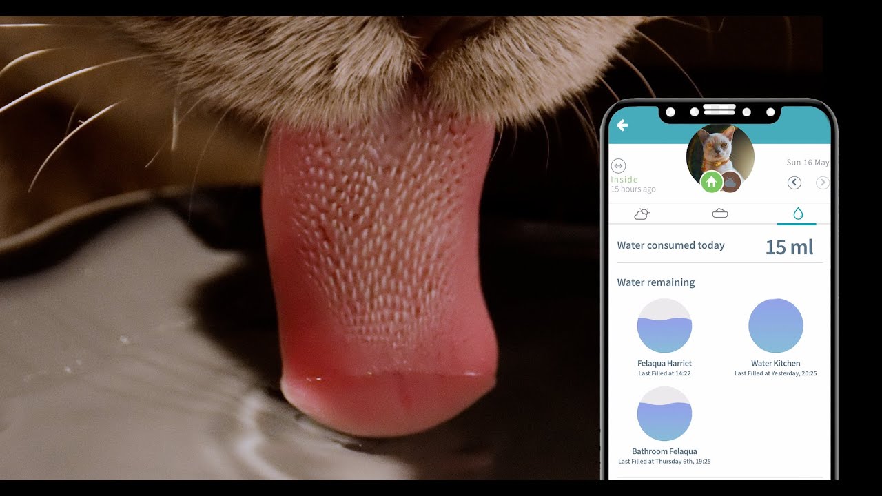 The Felaqua water bowl that tells you how much your cats are drinking