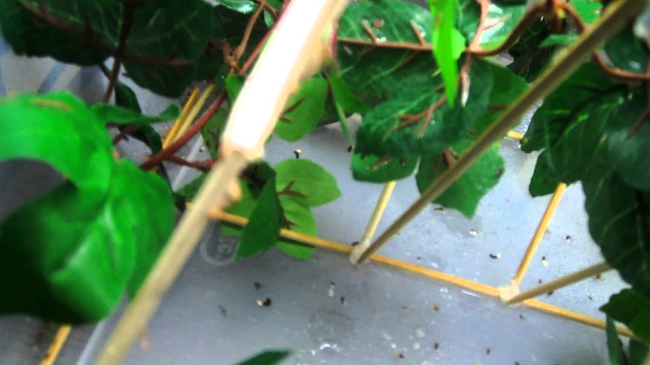 Panther Chameleon Babies Setup