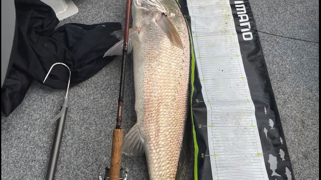 Metre plus jewfish Gold Coast bait grounds